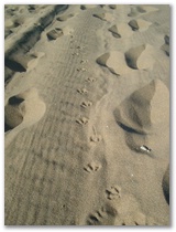Mövenspuren im Sand